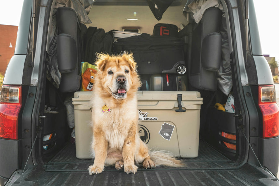 Dog travel gear packed in a car trunk