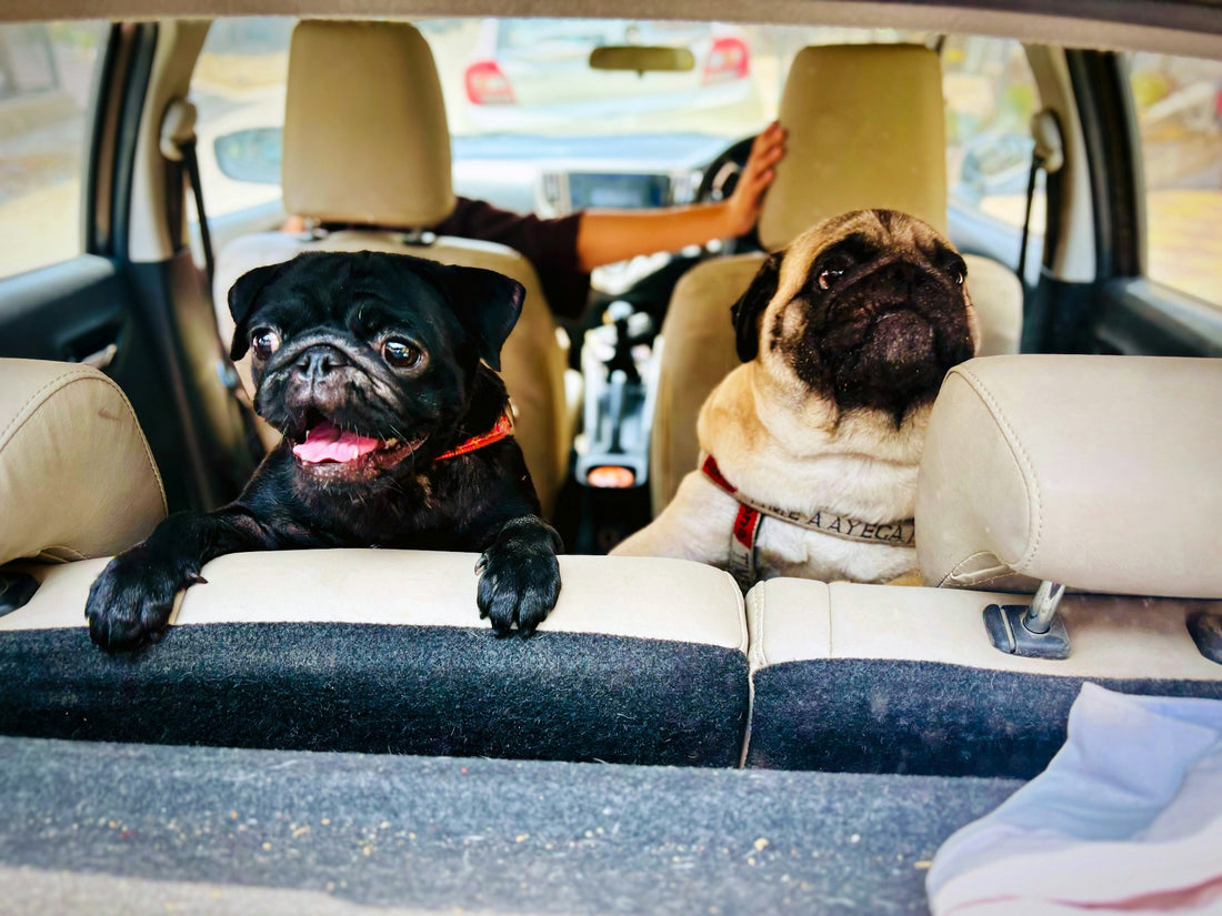 Dogs sitting on a clean car back seat