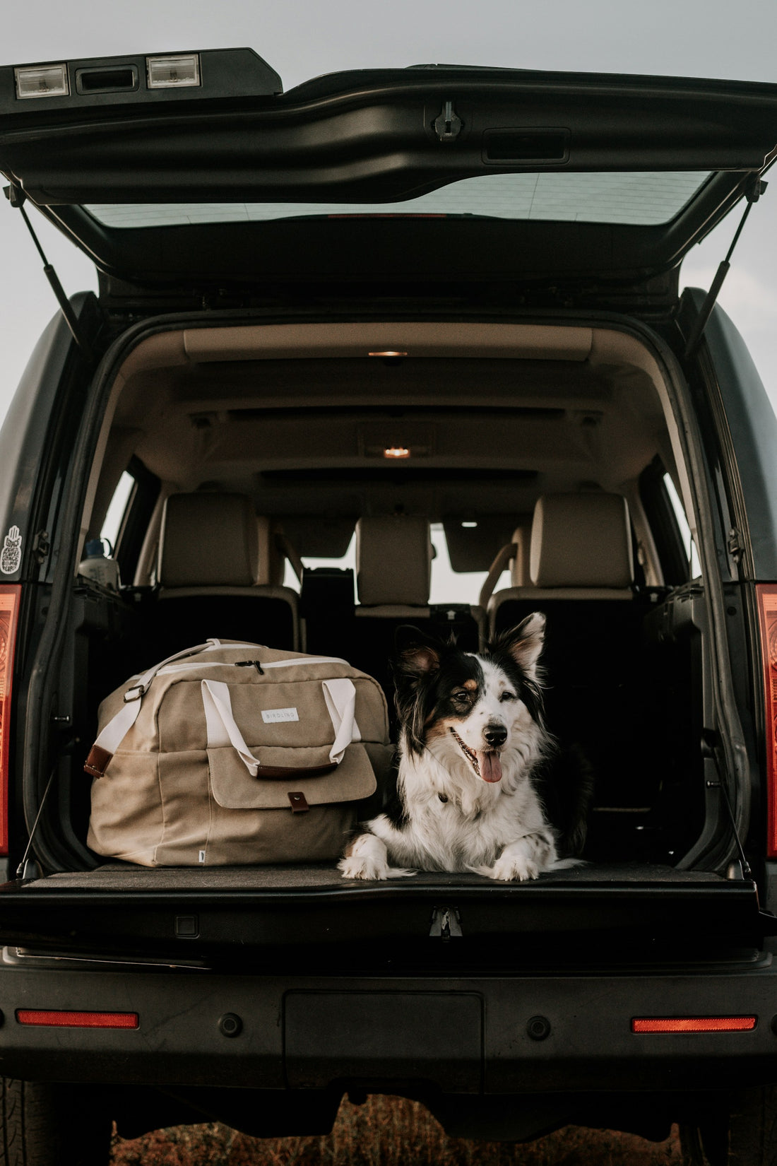 Dog resting in a vehicle cargo area after travel