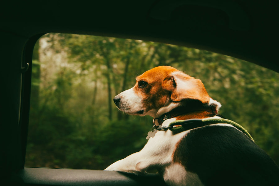 Dog close to a car seat after a ride