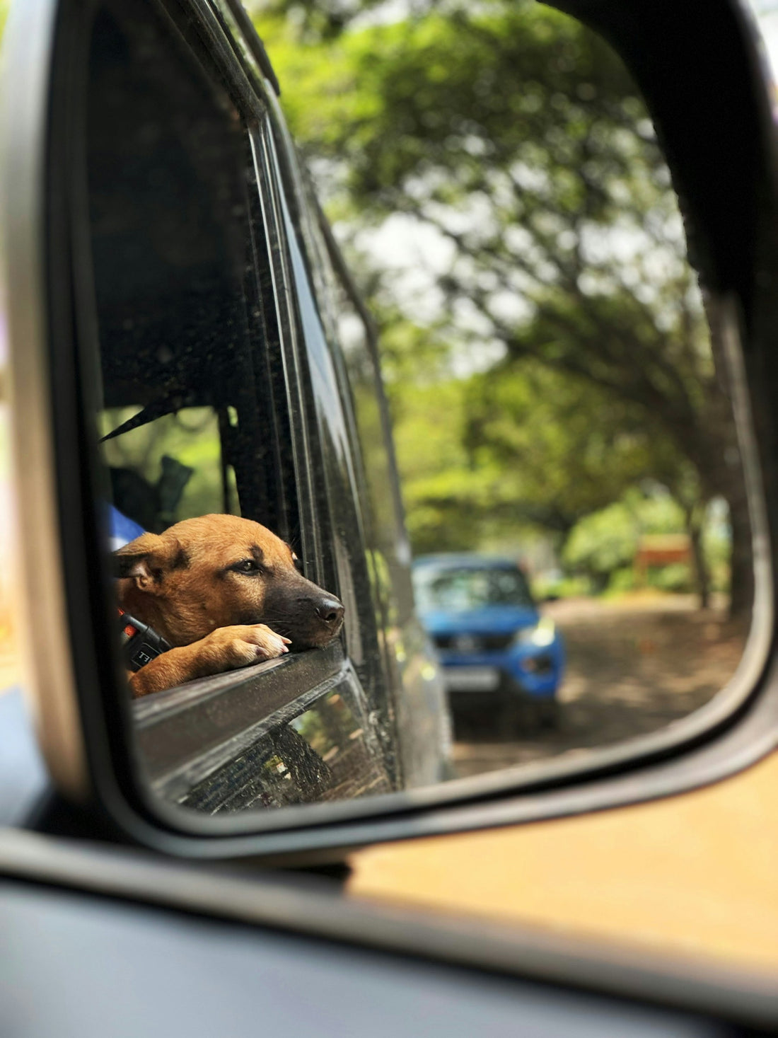 Dog enjoying a road trip from a car window