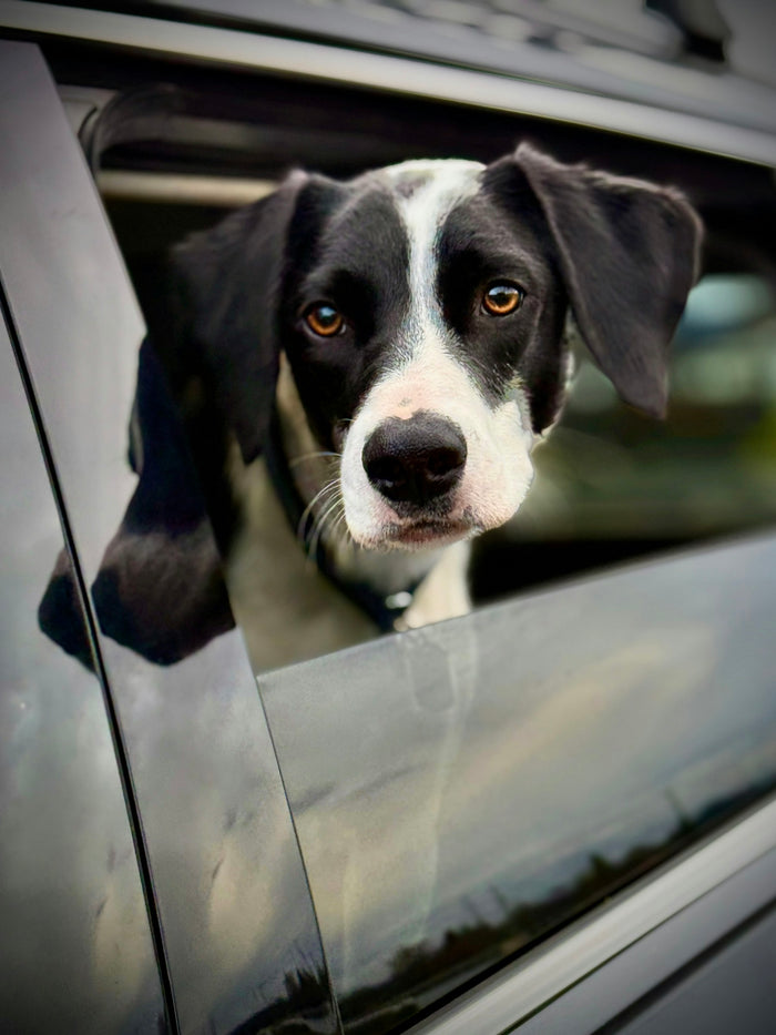 Dog leaning by a car side window