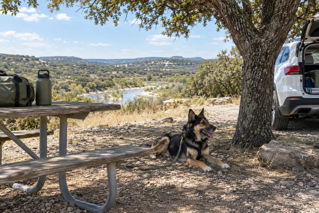 Editorial illustration: A shaded dog-travel stop in a Texas Hill Country-inspired landscape